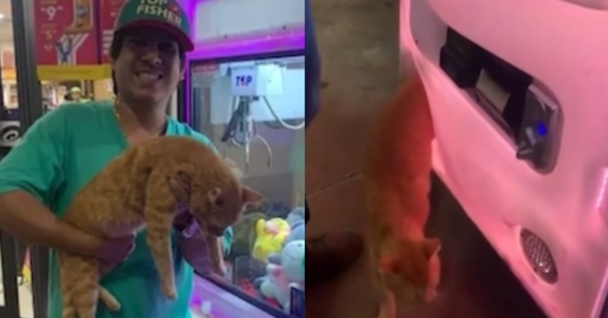 [VÍDEO] Homem pesca gato de verdade em máquina de ursos de pelúcia e momento viraliza na web