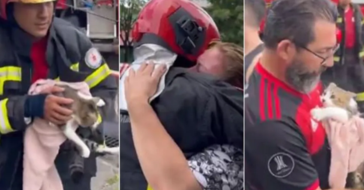 [VÍDEO] Gato é resgatado por bombeiros após desabamento de prédio em Belém e momento emociona tutora do animal