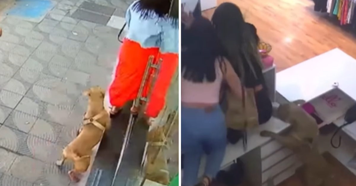 Pitbull invade loja causando confusão generalizada com clientes e funcionários