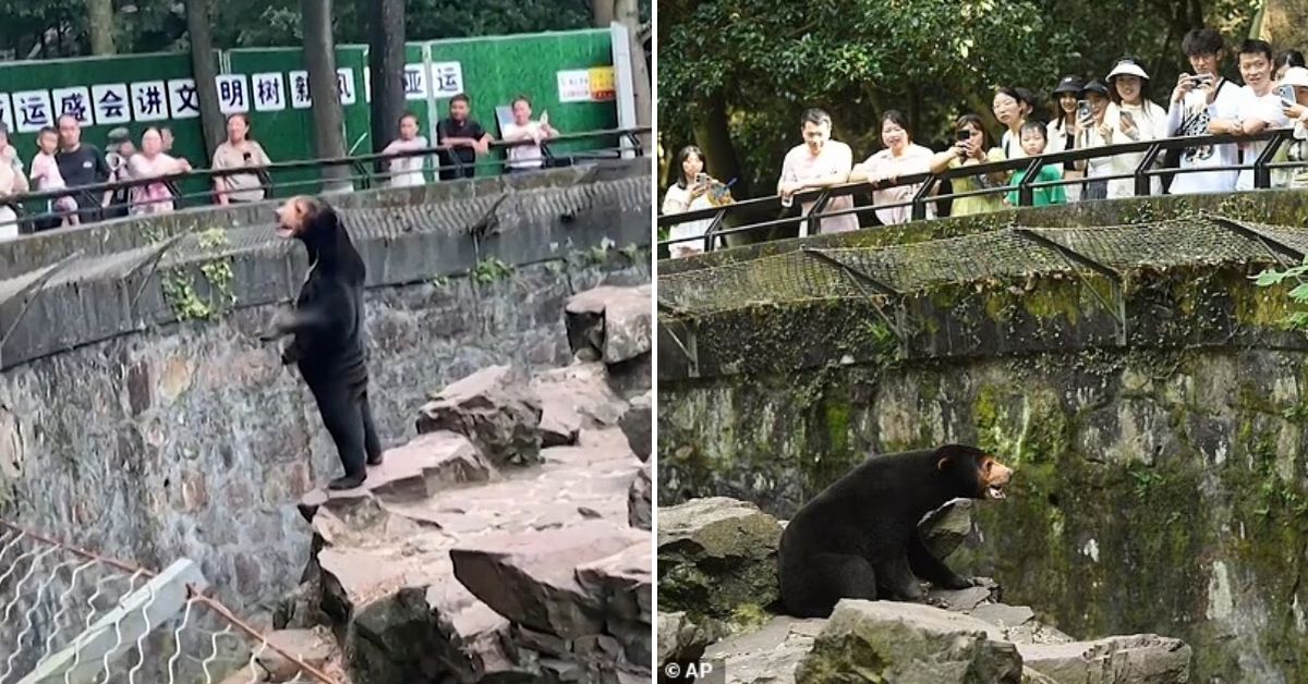 [VÍDEO] Zoológico chinês é acusado de colocar humano vestido de urso para enganar público e se pronuncia
