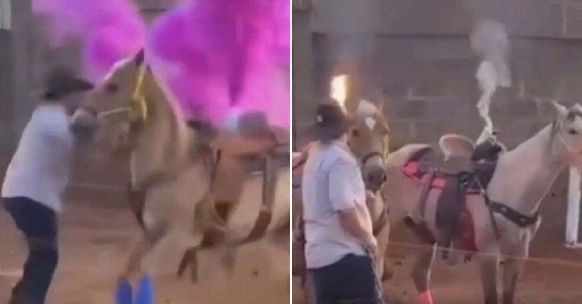[VÍDEO] Casal faz chá de revelação com cavalos e acaba investigado por maus-tratos em Goiás