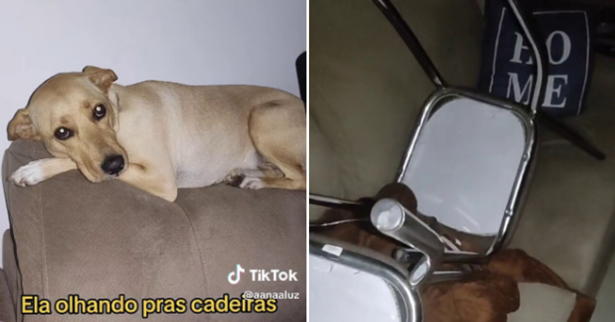 [VÍDEO] Tutora planeja estratégia para cachorro caramelo não subir no sofá e atitude inusitada do animal viraliza nas redes