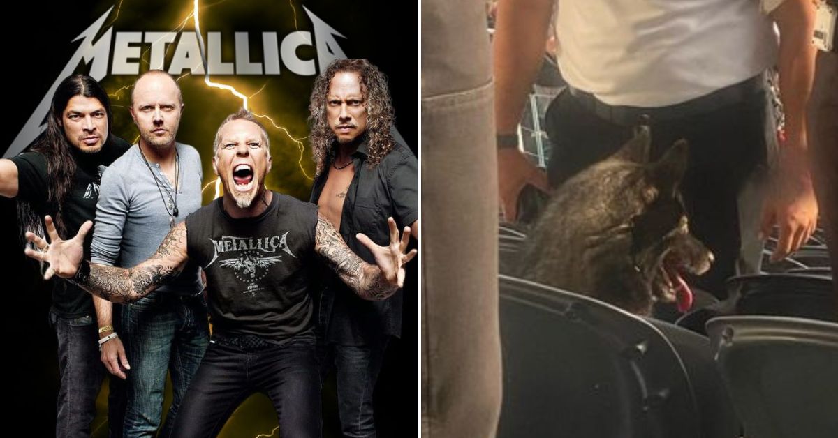 Cadela foge de casa e invade estádio de futebol para assistir show do Metallica nos EUA