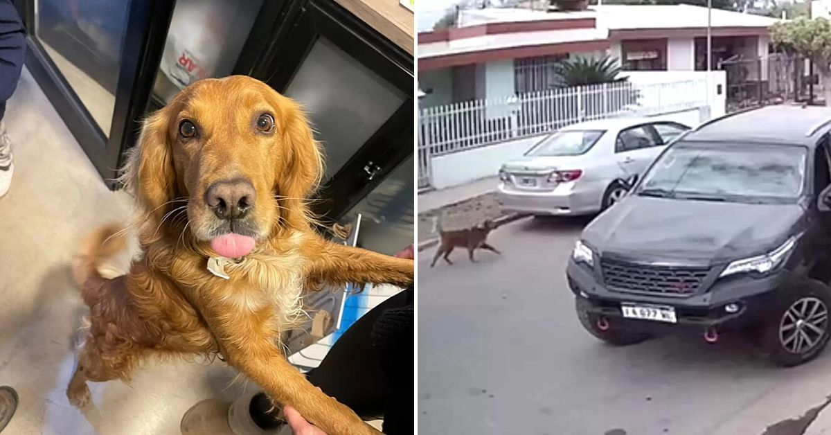 Câmeras De Segurança Flagram Momento Em Que Cachorro Da Família Engata ...