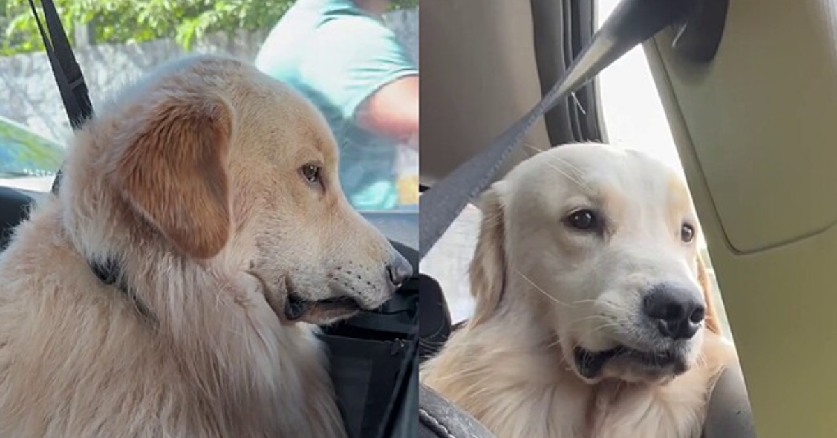[VÍDEO] Cachorro Golden viraliza com reação ao voltar de passeio com a dona; assista