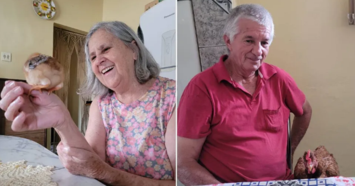 Casal de idosos viram assunto na internet após levarem galo e galinha para passear nas ruas de SP: “Fazem parte da família”