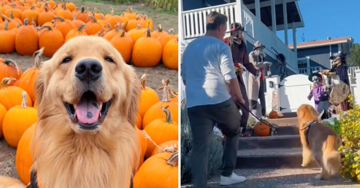 [VÍDEO] Golden retriever se assusta com decoração de Halloween e reação viraliza