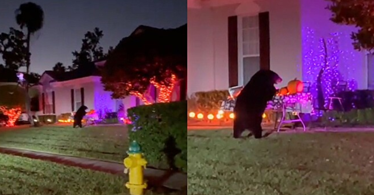 [VÍDEO] Família flagra visitante inusitado roubando doces no Halloween e se assusta ao ver o que era; assista