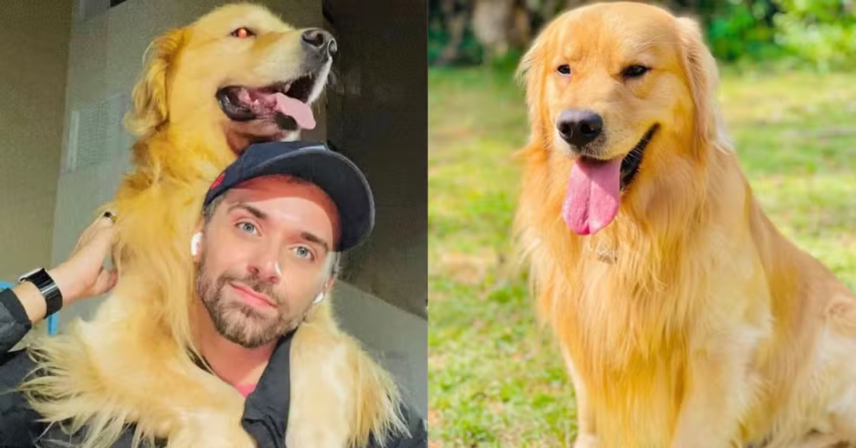 [VÍDEO] Cachorro Golden Retriever morre após falha no transporte aéreo da Gol: “Meu amor foi assassinado”