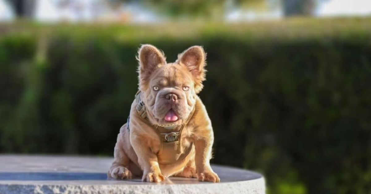 Rope Daddy: Descubra quanto custa o "cachorro mais valioso do mundo" - Foto: Reprodução