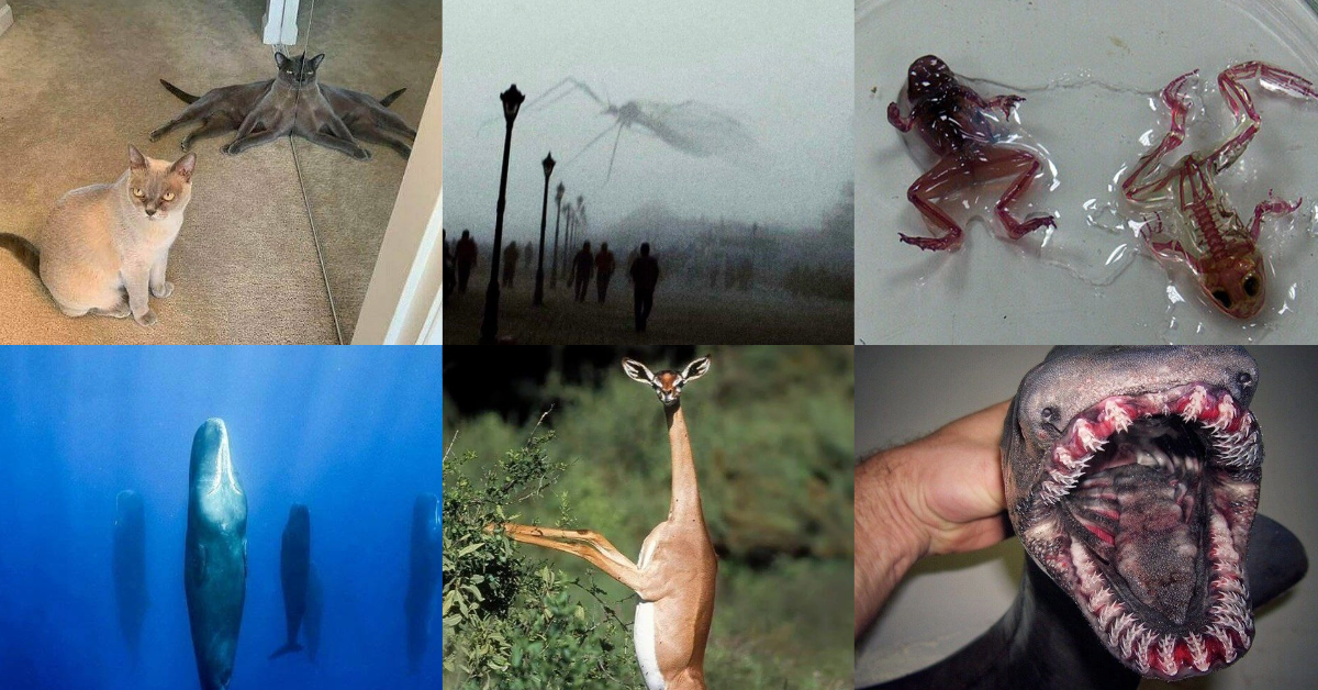 Fotos de animais que mostram um lado diferente da natureza - Fotos: Reprodução/Reddit