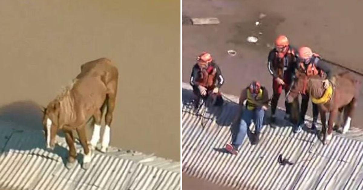 [VÍDEO] Cavalo ilhado em cima de telhado em RS é resgatado; assista