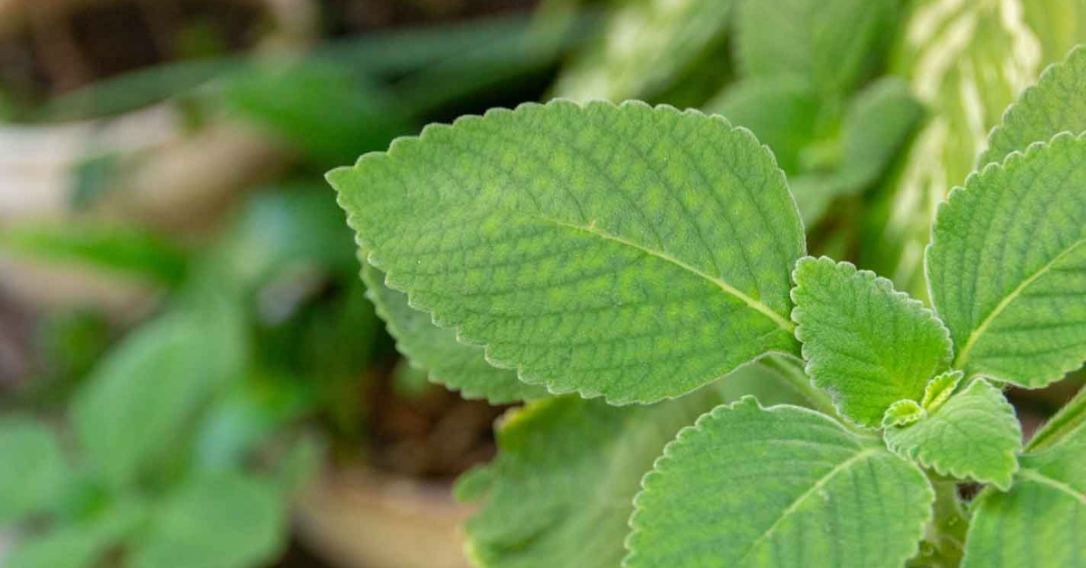 Boldo: um tesouro medicinal em casa; saiba como aproveitá-lo