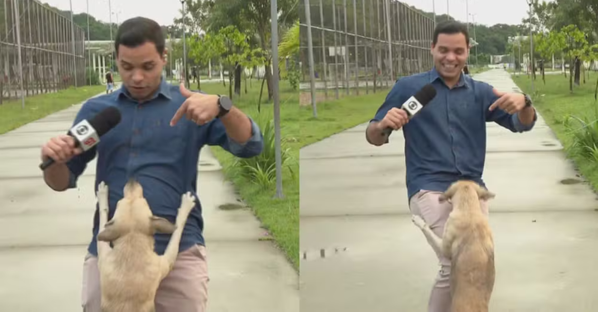 Cachorro surpreendeu repórter João Neto durante entrada ao vivo do Bom Dia Pernambuco — Foto: Reprodução/TV Globo