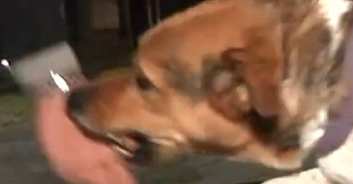 [VÍDEO] Repórter argentino tenta fazer carinho em cachorro “assassino” e é mordido ao vivo