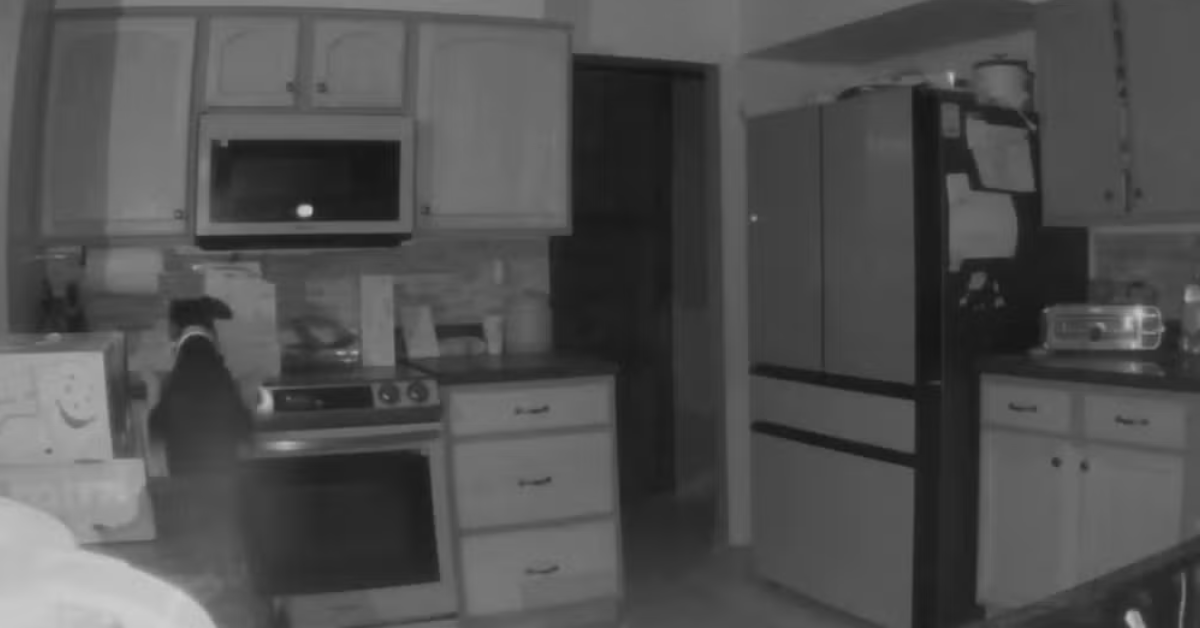 Cachorro incendeia casa sem querer após conseguir ligar fogão nos EUA - Foto: Reprodução