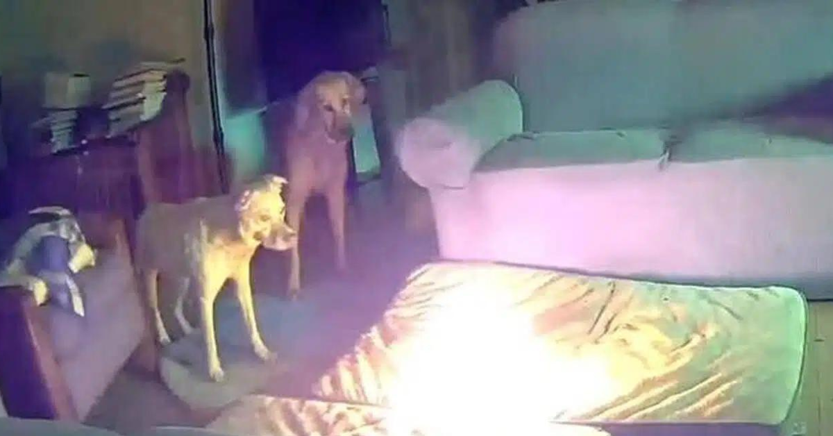 Cão causa incêndio ao morder bateria - Foto: Reprodução