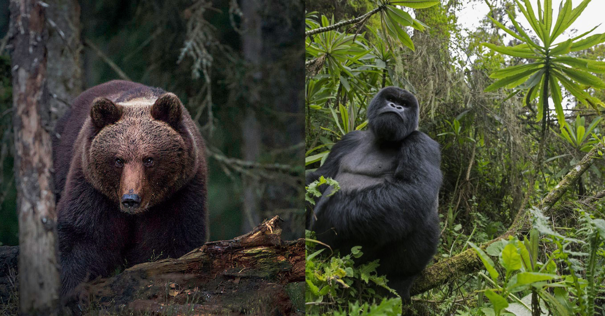 Urso-Pardo e Gorila - Foto: Reprodução