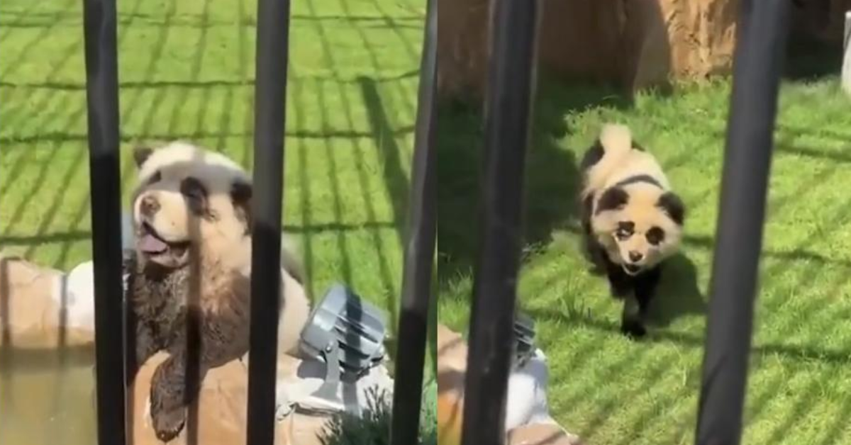 Um dos "cachorros-panda" presente no zoológico - Foto: Reprodução/TikTok