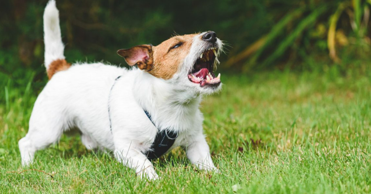 Por que alguns cachorros latem para certas pessoas e não para outras? Entenda