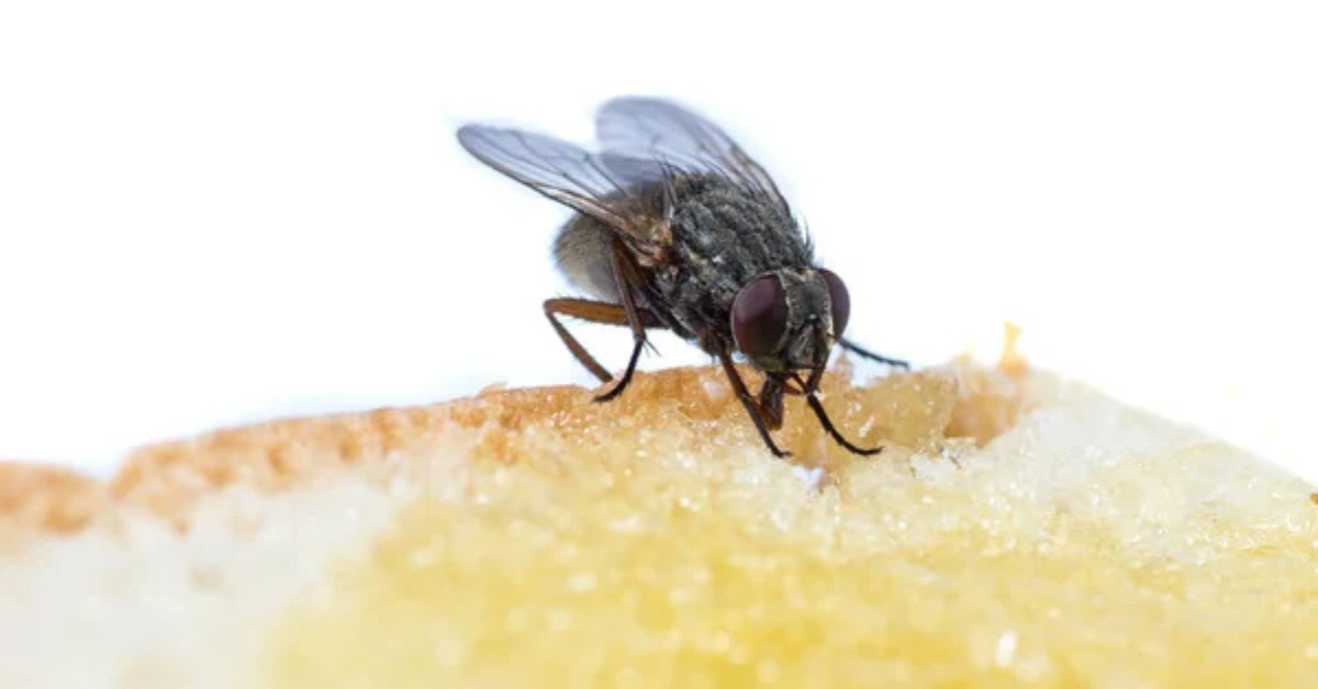 O que a mosca faz quando pousa na sua comida?