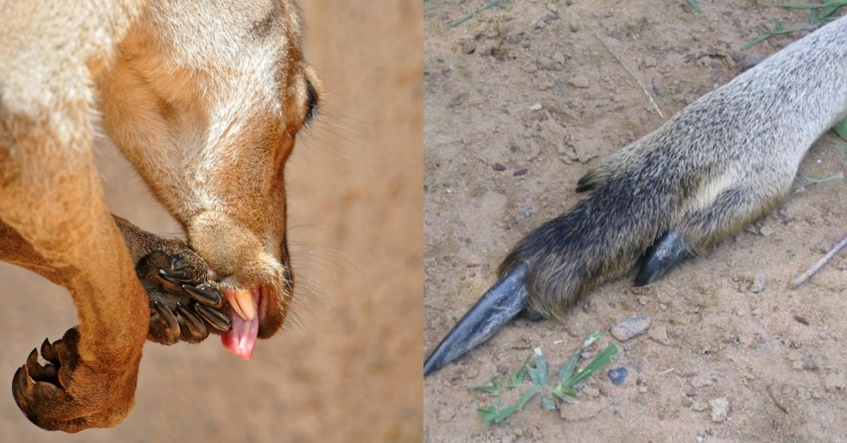 As garras e os dentes do canguru - Foto: Reprodução 