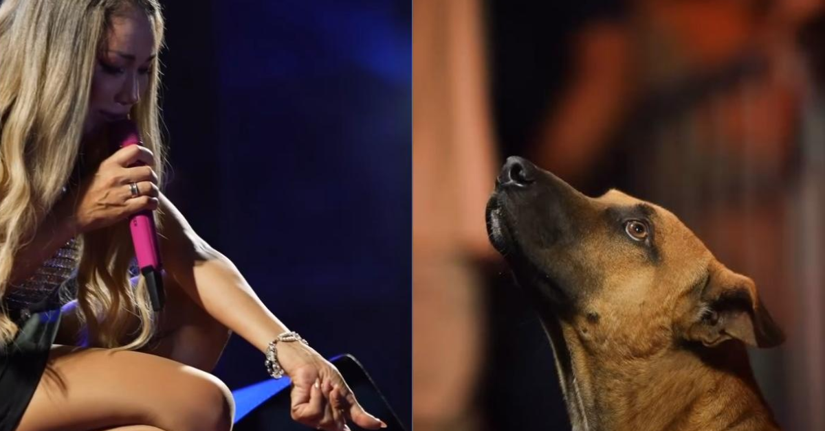 Cantora teve momento com cachorro durante show no Piauí - Foto: Reprodução/Instagram