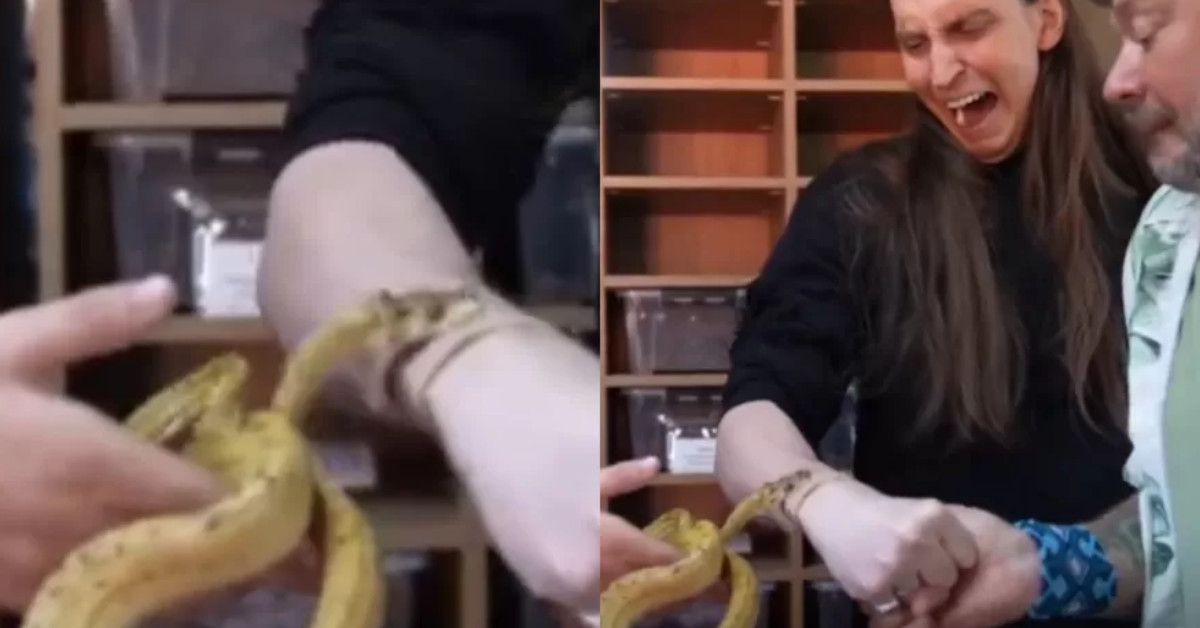 [VÍDEO] Youtuber Felca leva mordida de cobra durante gravação com Richard Rasmussen