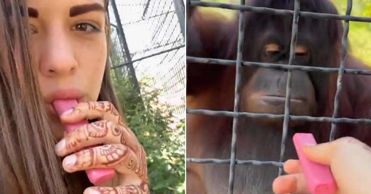 [VÍDEO] Lutadora de MMA causa revolta ao oferecer cigarro eletrônico a orangotango em zoológico na Rússia
