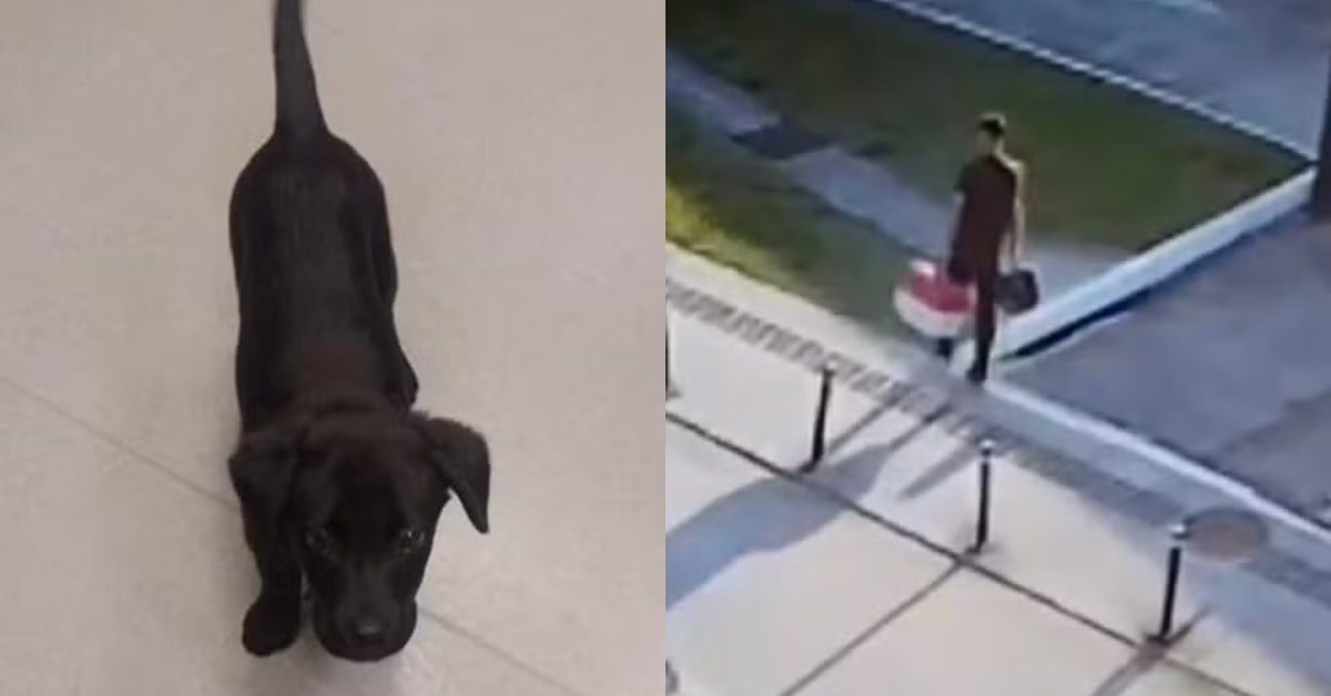 Homem abandona cachorro no aeroporto após ser impedido de embarcar com caixa transportadora irregular - Foto: Reprodução