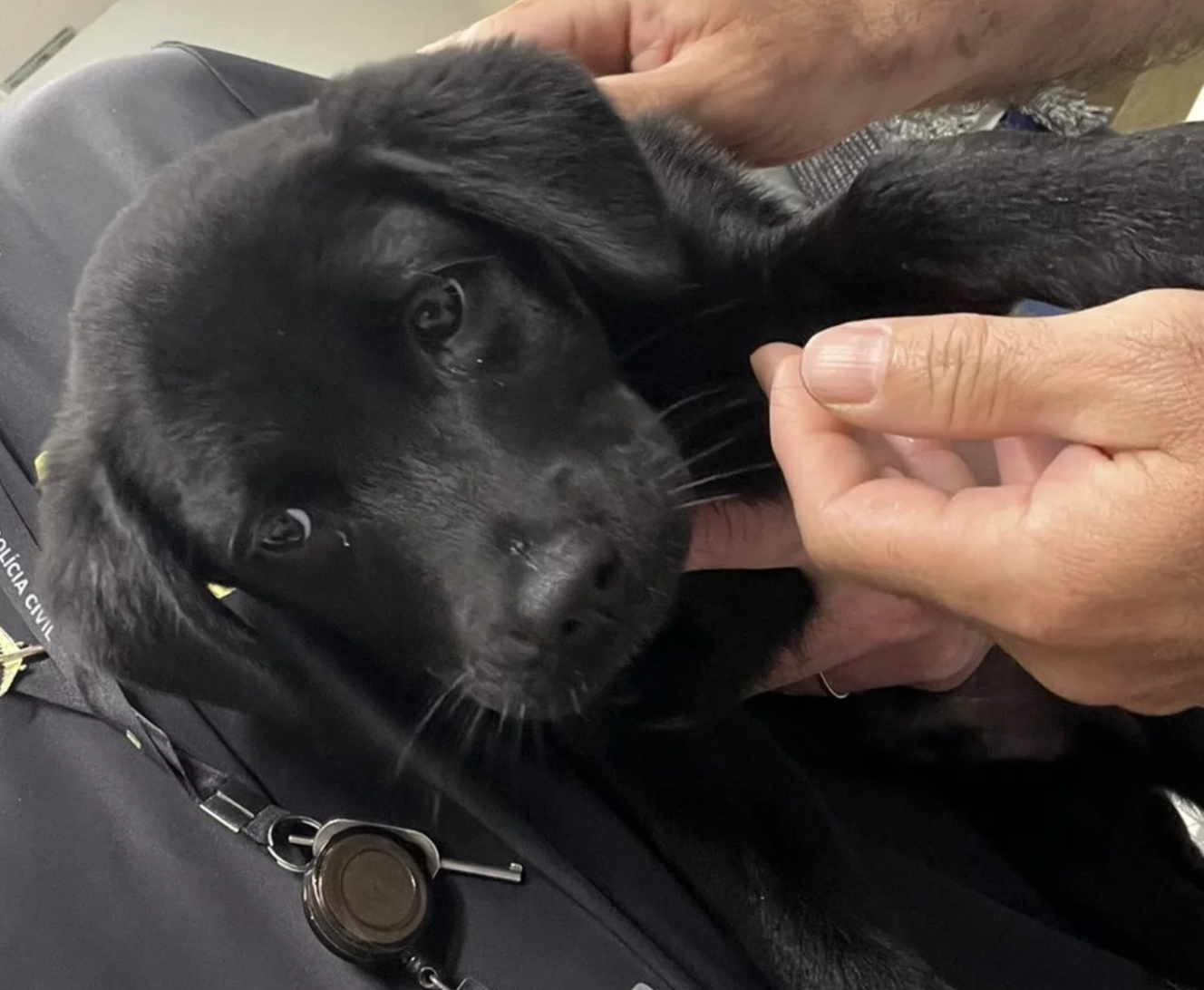 Cachorrinha foi salva por funcionários do aeroporto - Foto: PCSC