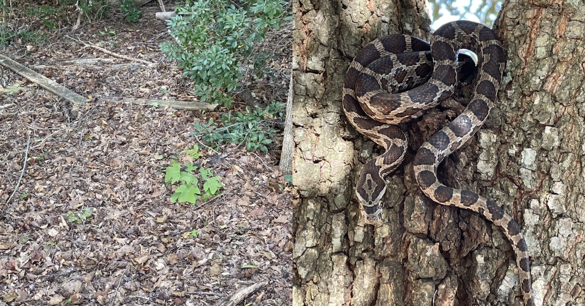Poucas pessoas conseguem ver o que está escondido nesta foto; você tem olhos afiados o suficiente?
